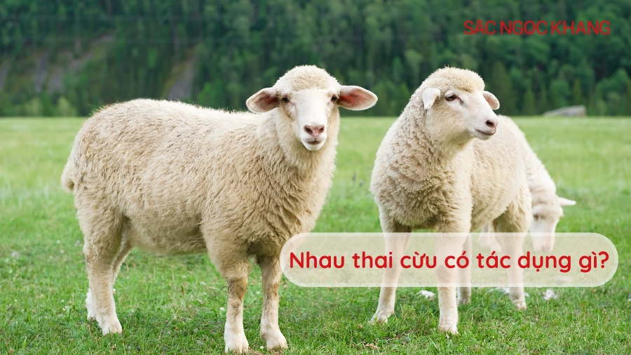 nhau thai cừu