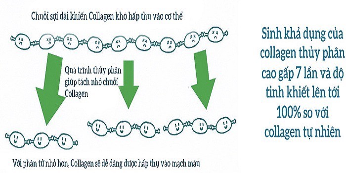 collagen thủy phân collagen thủy phân