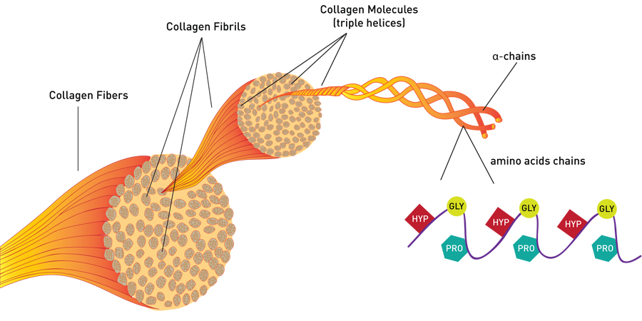 collagen trong cơ thể người