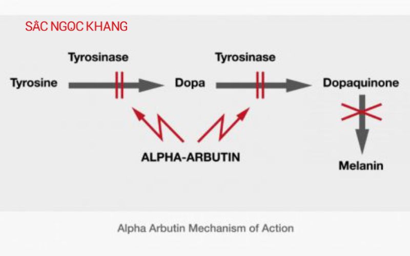 alpha arbutin