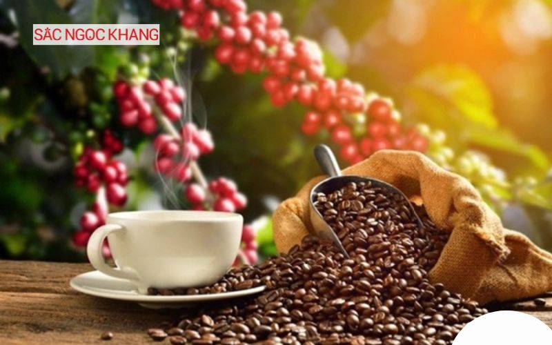 cà phê robusta