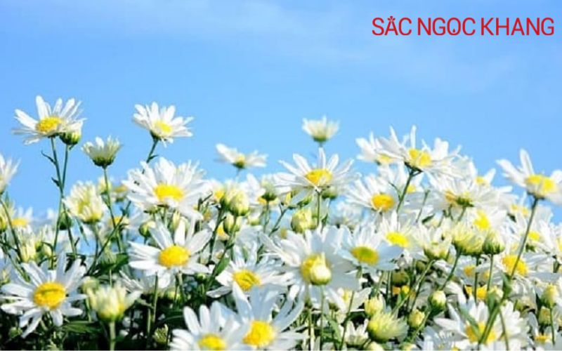 các loại hoa cúc