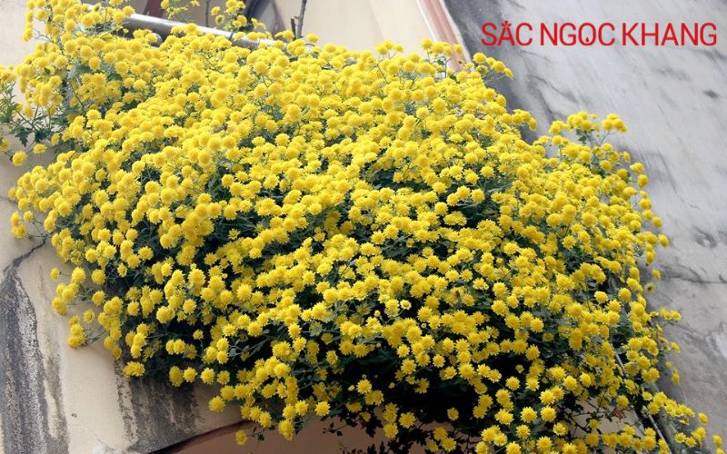 các loại hoa cúc