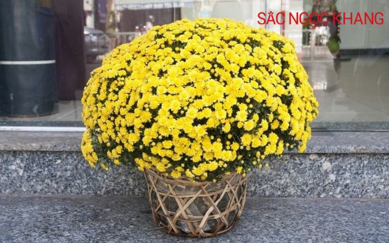 các loại hoa cúc