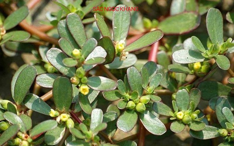 Cách chữa kiết lỵ nhanh nhất