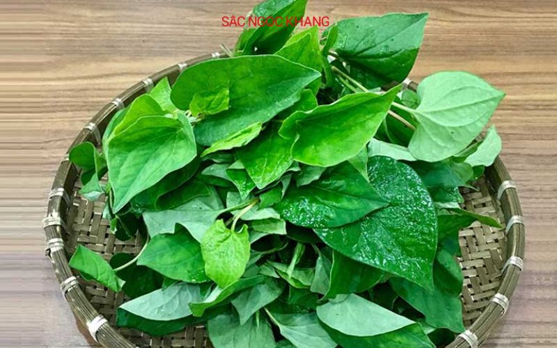 Cách chữa kiết lỵ nhanh nhất