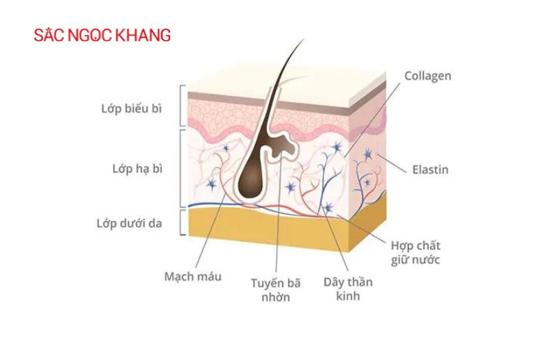elastin