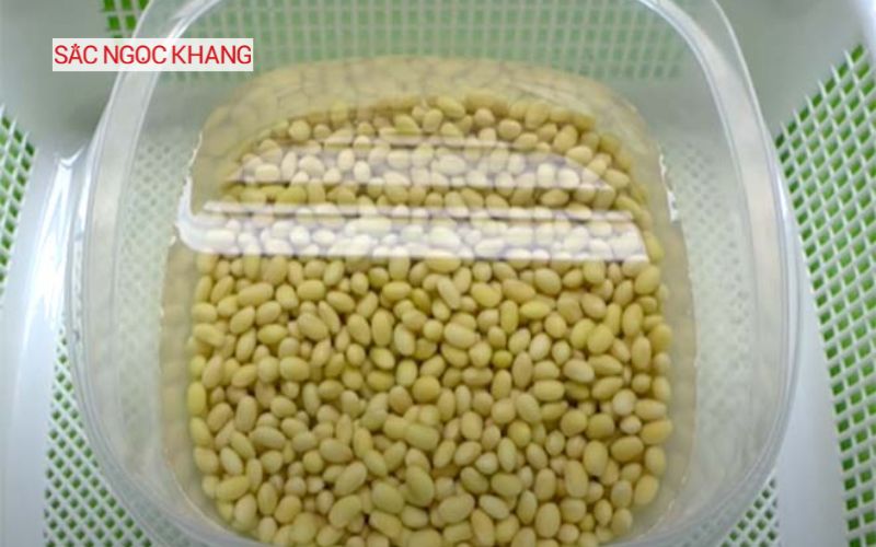 mầm đậu nành