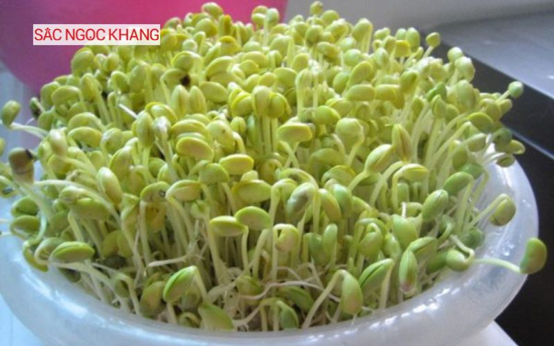 mầm đậu nành