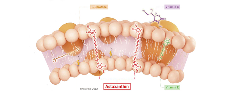 tác dụng astaxanthin