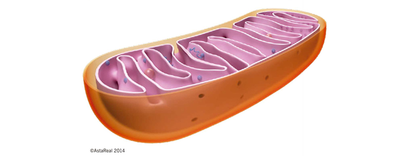 tác dụng astaxanthin