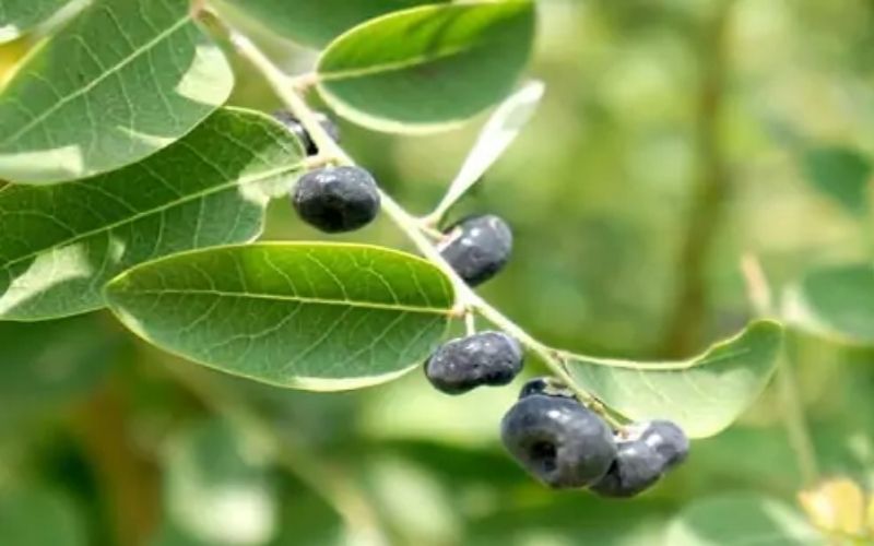 cây phèn đen chữa bệnh thủy đậu