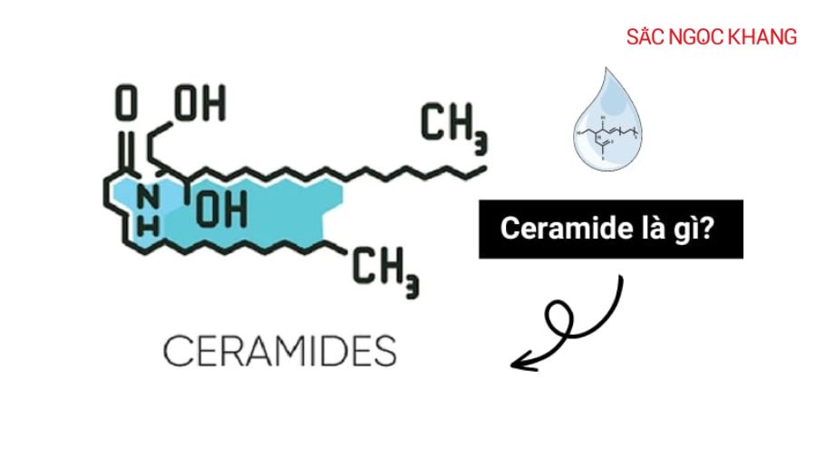 Ceramide là một trong ba loại lipid chủ chốt tạo nên lớp màng bảo vệ trên bề mặt da