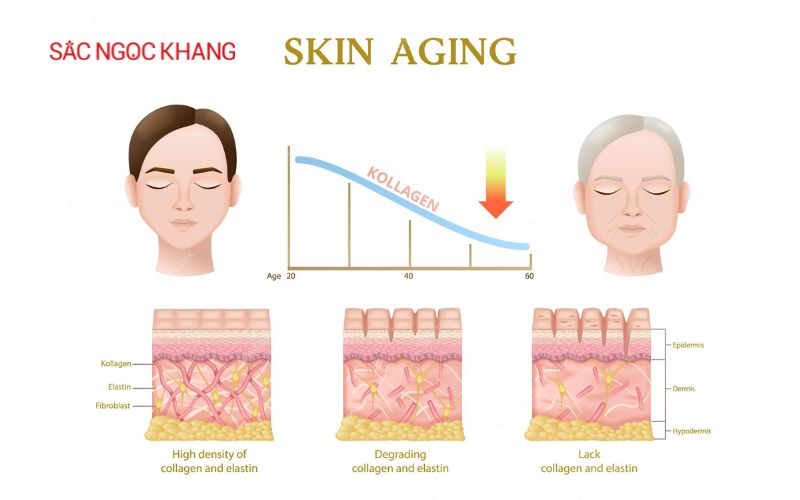 Collagen nhật dạng viên