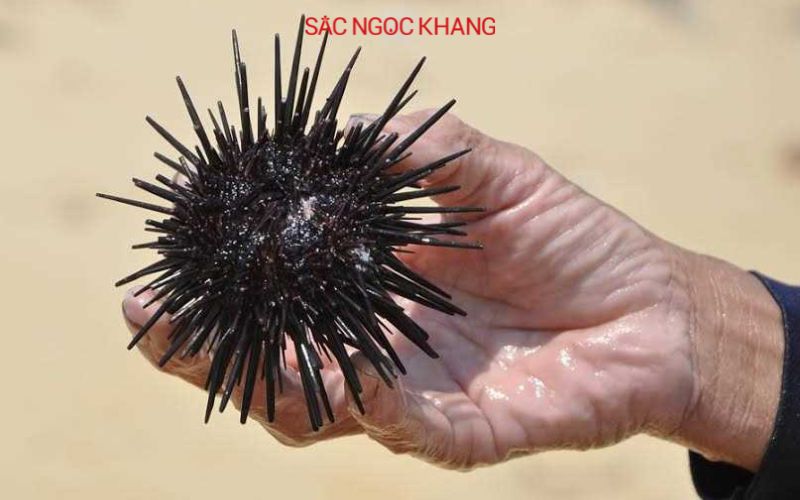 con sao biển