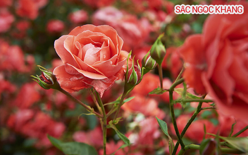 Đặc điểm của hoa