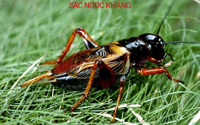 Dế Mèn ăn gì