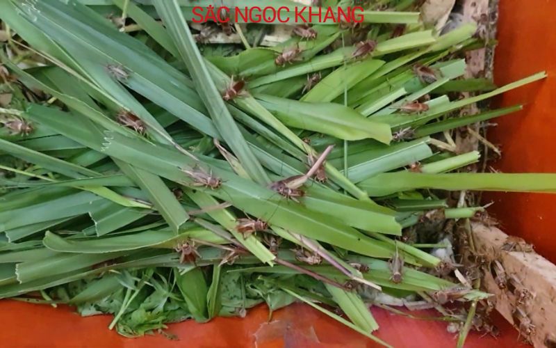 Dế Mèn ăn gì