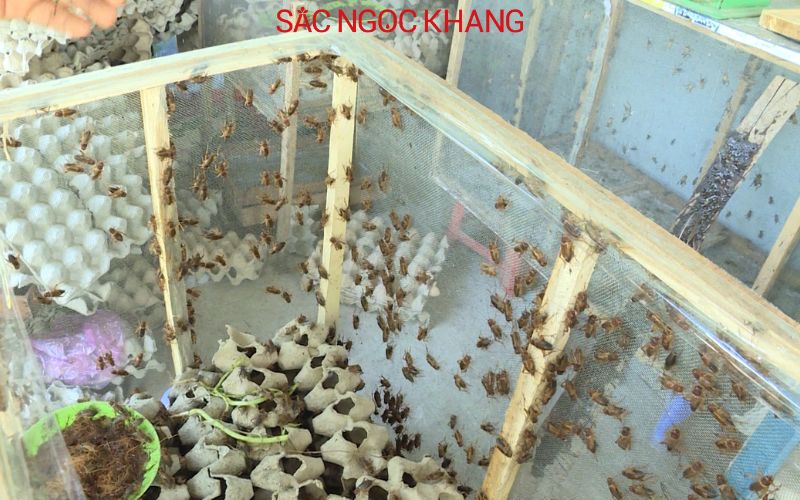 Dế Mèn ăn gì
