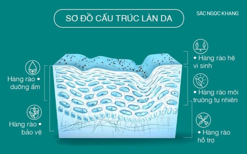 Hàng rào bảo vệ da giúp da chống lại các tác động từ môi trường