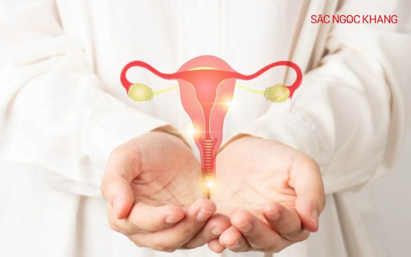 Tuyến sinh dục đảm nhận chức năng sản xuất hormone sinh dục