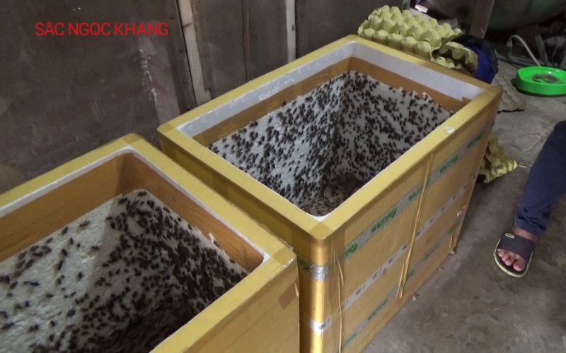cách nuôi dế