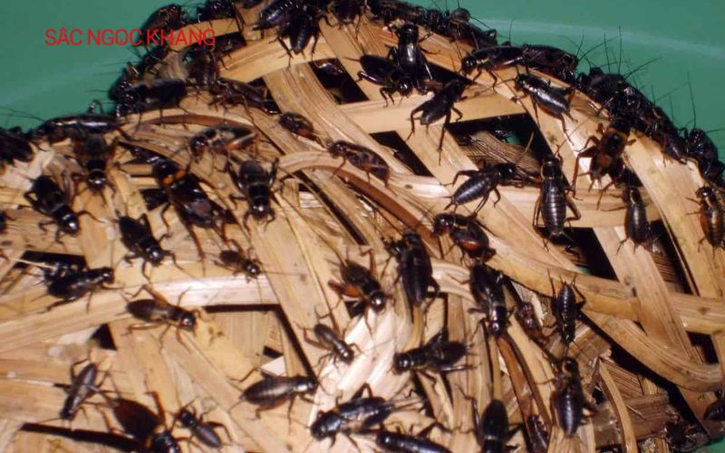 Cách nuôi dế
