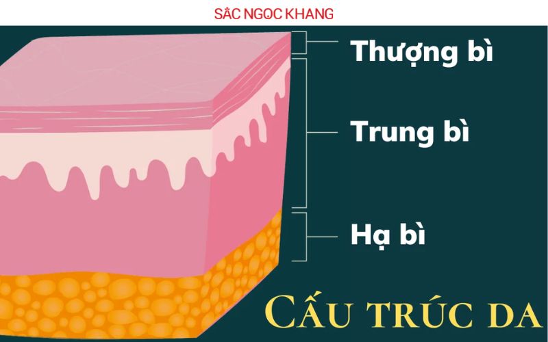 Cấu trúc của da
