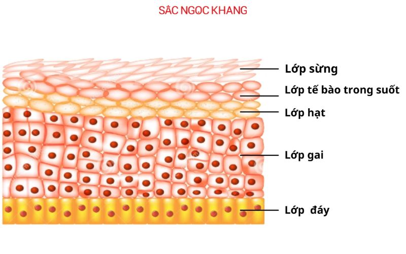 Lớp biểu bì được chia thành 5 lớp tế bào