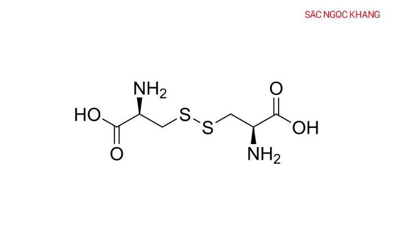 L-cystine giúp duy trì sức khỏe tế bào và phòng ngừa tổn thương do các gốc tự do gây ra