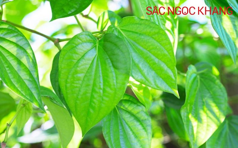lá trầu không có tác dụng gì
