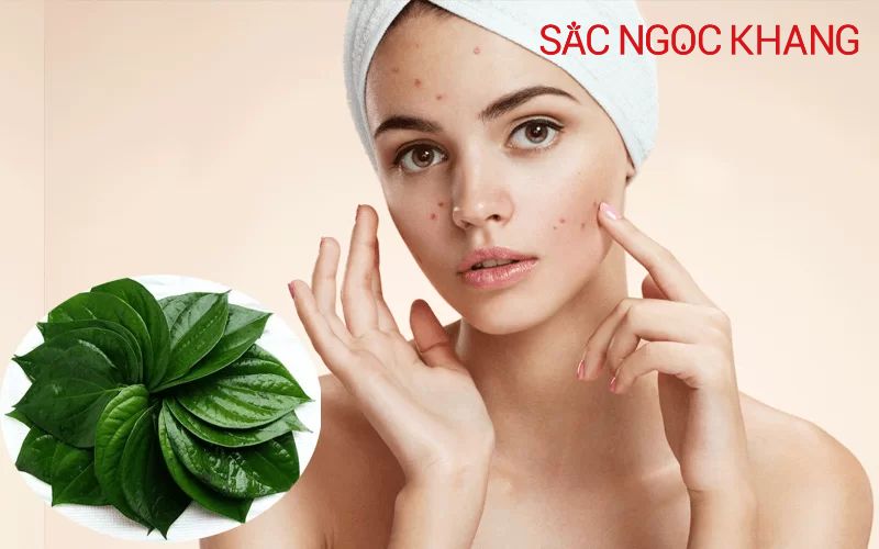 lá trầu không có tác dụng gì