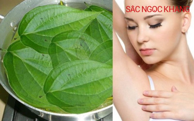 lá trầu không có tác dụng gì
