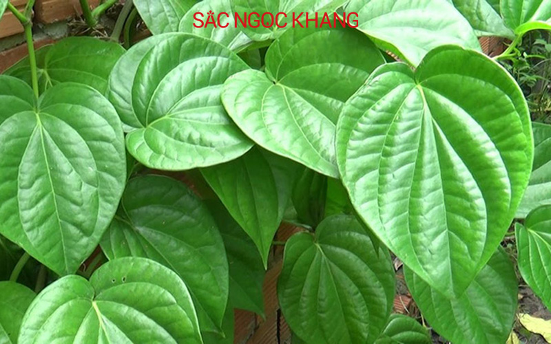 Lá trầu không