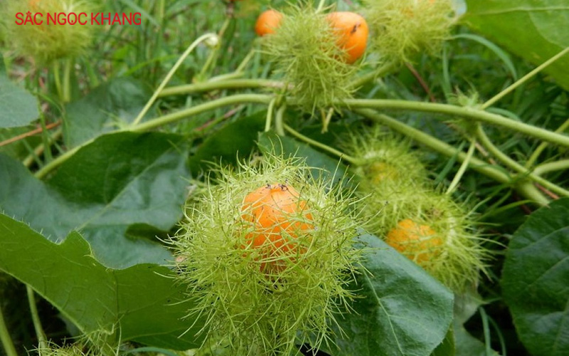 mẹo chữa mất ngủ dân gian