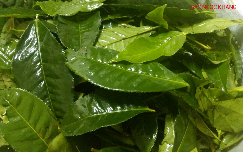 Nấu lá trà xanh