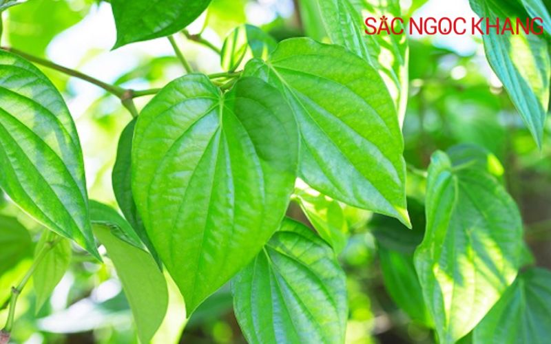 rửa vùng kín bằng lá trầu không