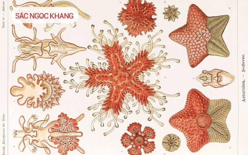 Sao biển khổng lồ