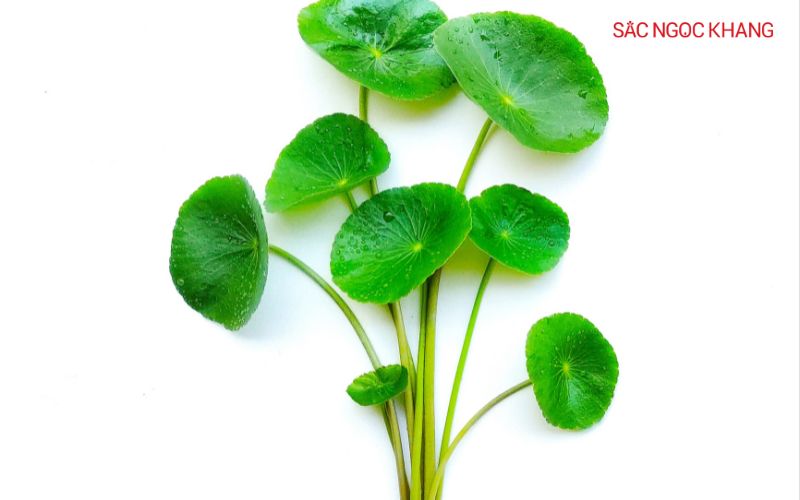 Chiết xuất rau má (Centella Asiatica)