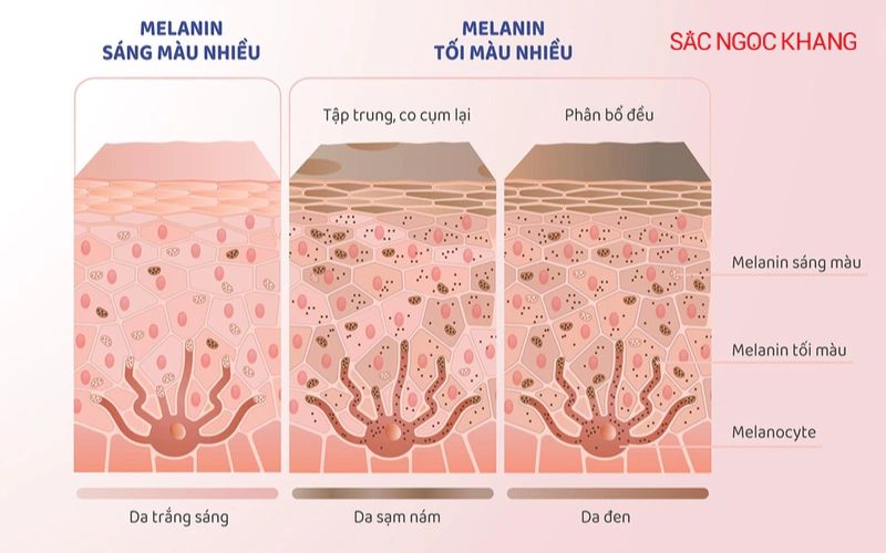 Melanin là sắc tố quyết định màu da, tóc và mắt của chúng ta