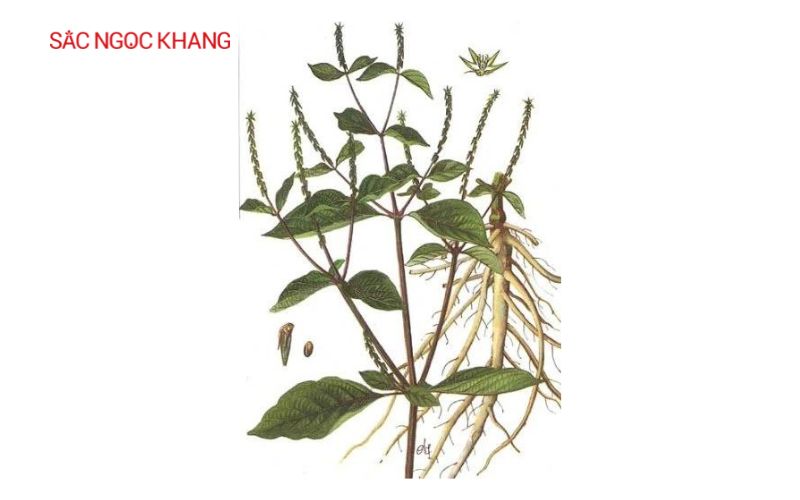 ngưu tất