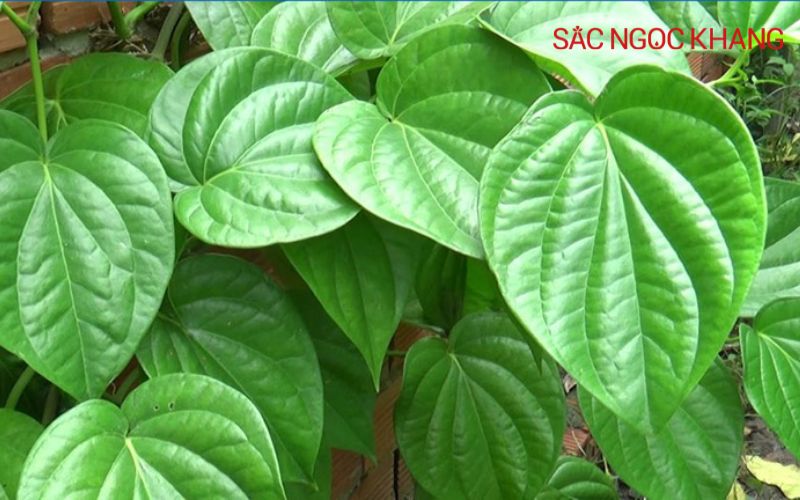tinh chất lá trầu không