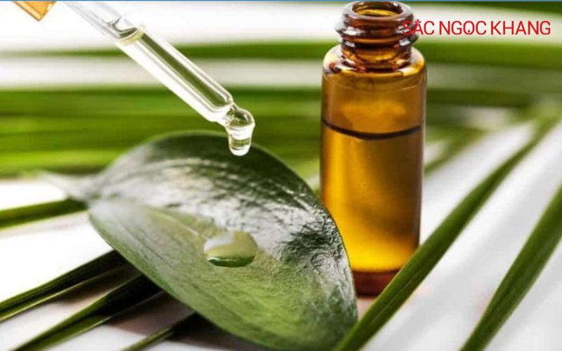Tinh chất lá trầu không
