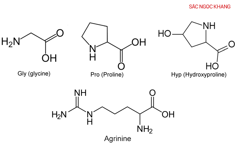 Tổng hợp collagen