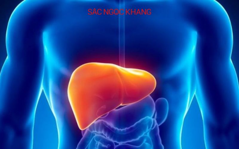 Uống collagen có hại gan không?