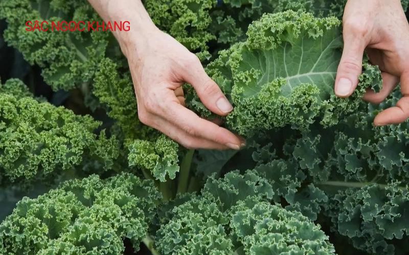 Vitamin C có trong thực phẩm nào